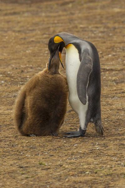East Falkland King penguin parent feeding chick